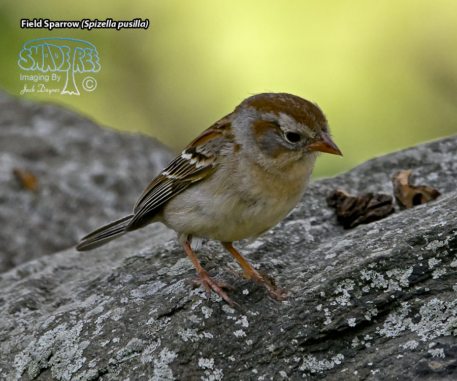 Field Sparrow - Spizella pusilla