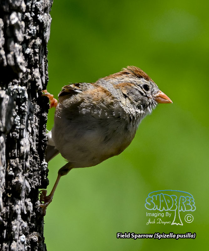 Field Sparrow - Spizella pusilla