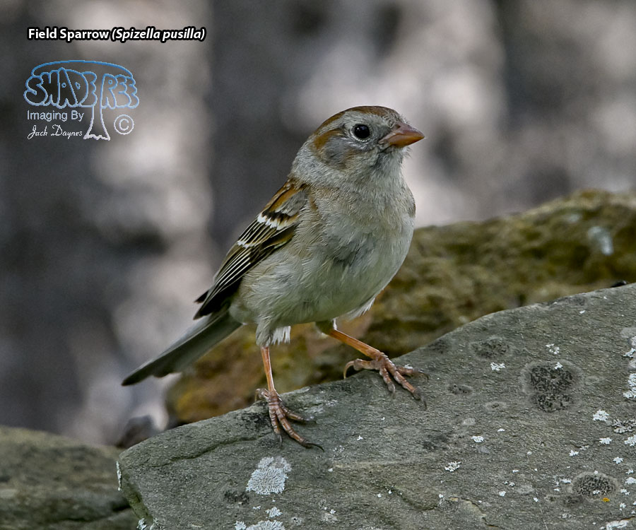 Field Sparrow - Spizella pusilla