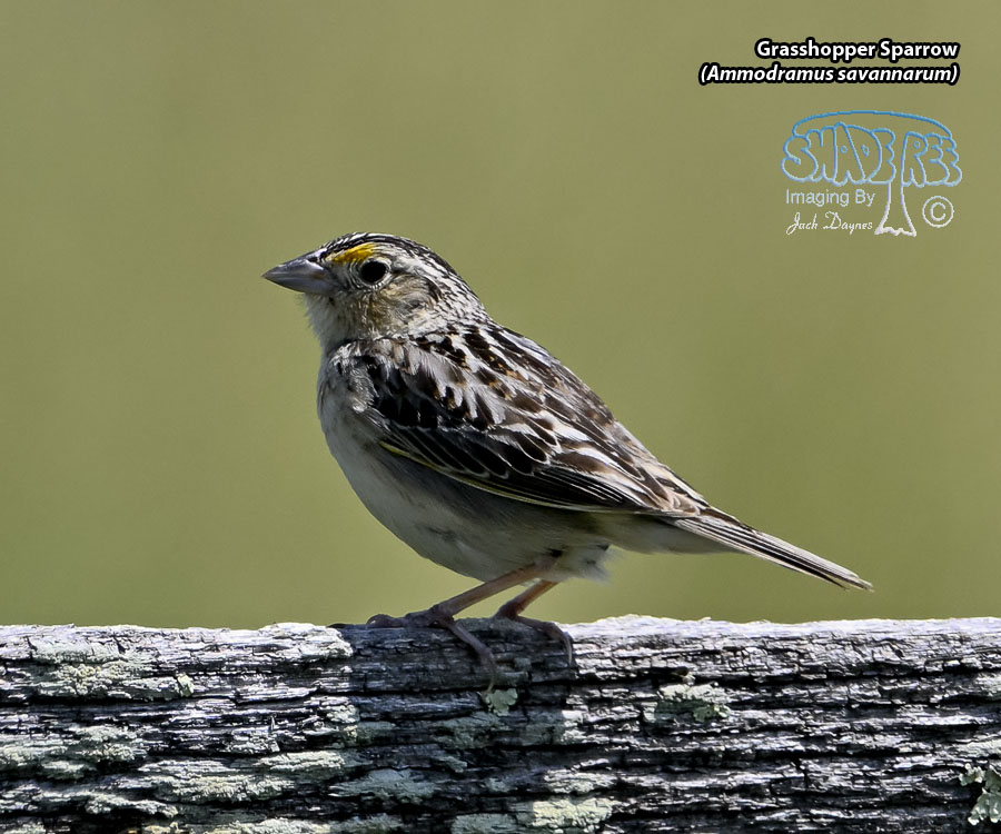 Grasshopper Sparrow - Ammodramus savannarum