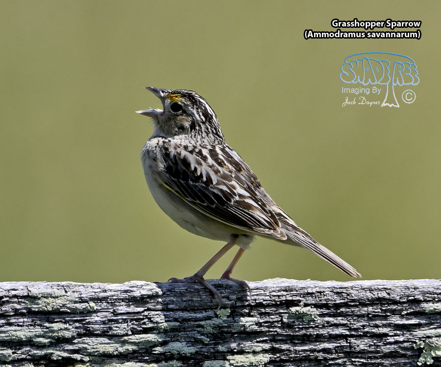 Grasshopper Sparrow - Ammodramus savannarum
