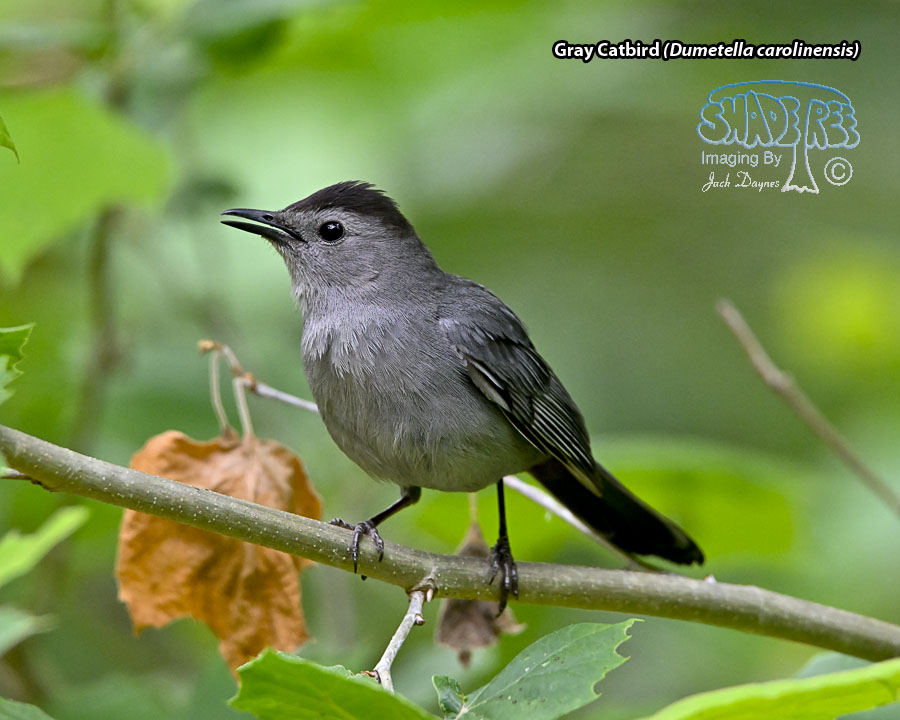 Gray Catbird - Dumetella carolinensis