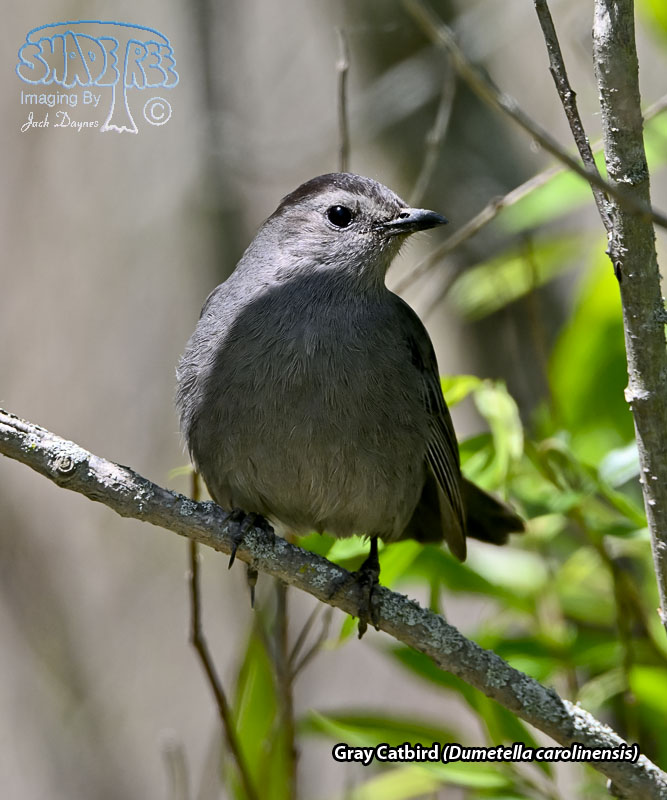 Gray Catbird - Dumetella carolinensis