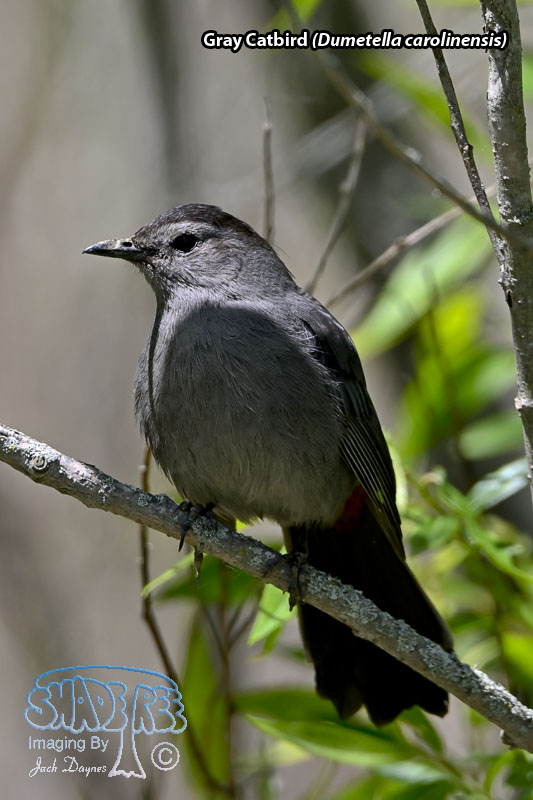 Gray Catbird - Dumetella carolinensis