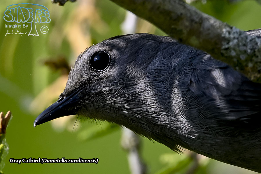 Gray Catbird - Dumetella carolinensis
