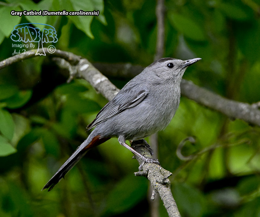 Gray Catbird - Dumetella carolinensis