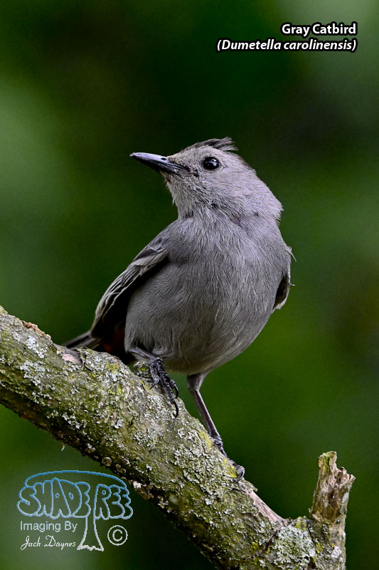 Gray Catbird - Dumetella carolinensis