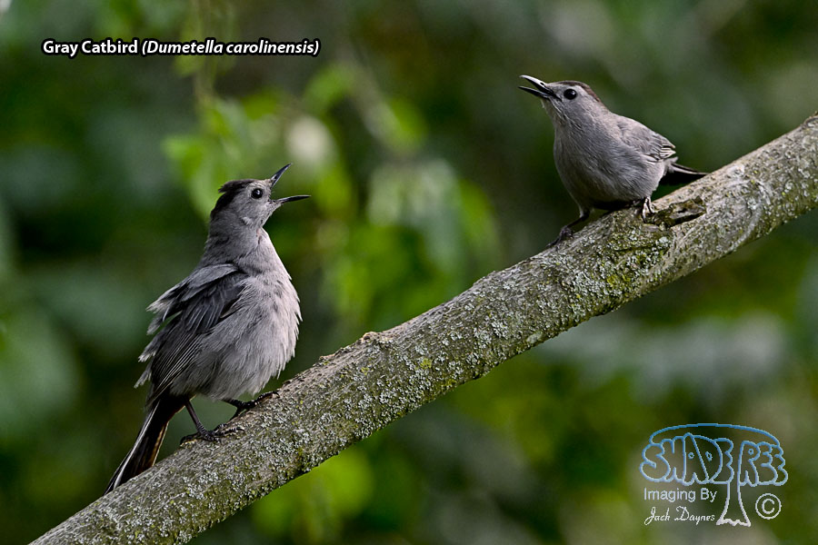 Gray Catbird - Dumetella carolinensis