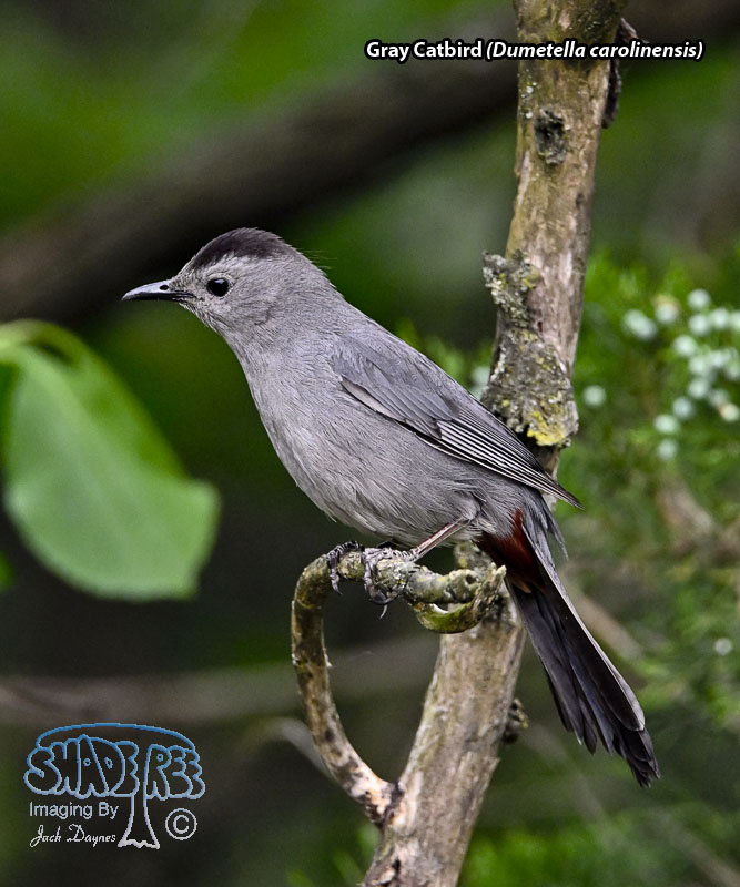 Gray Catbird - Dumetella carolinensis