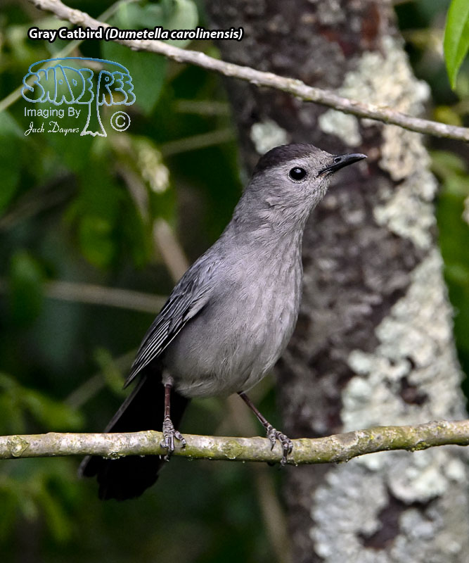 Gray Catbird - Dumetella carolinensis