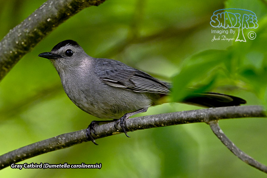 Gray Catbird - Dumetella carolinensis