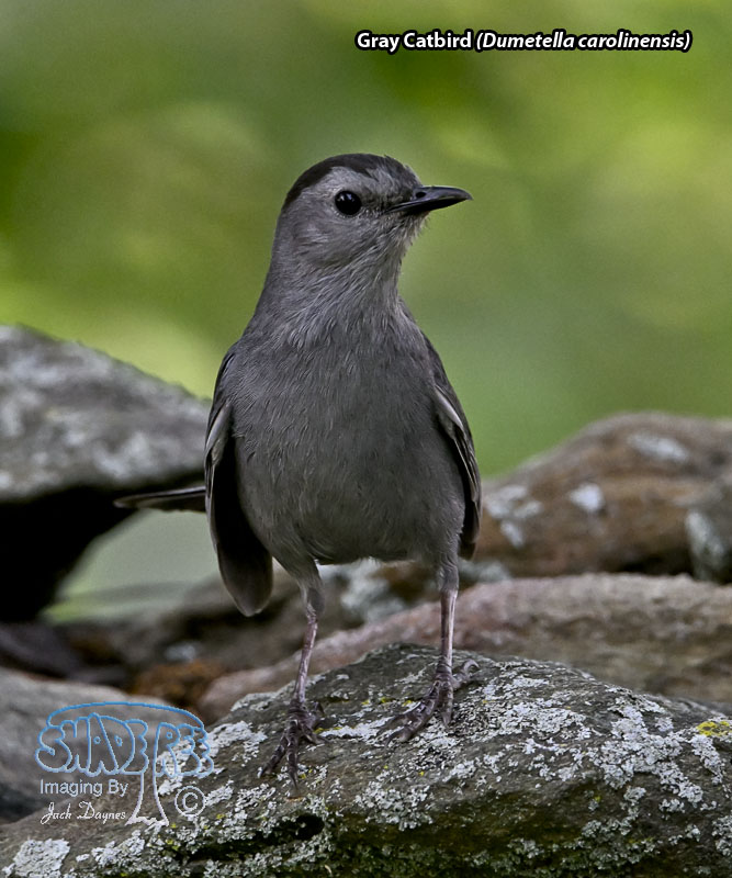 Gray Catbird - Dumetella carolinensis