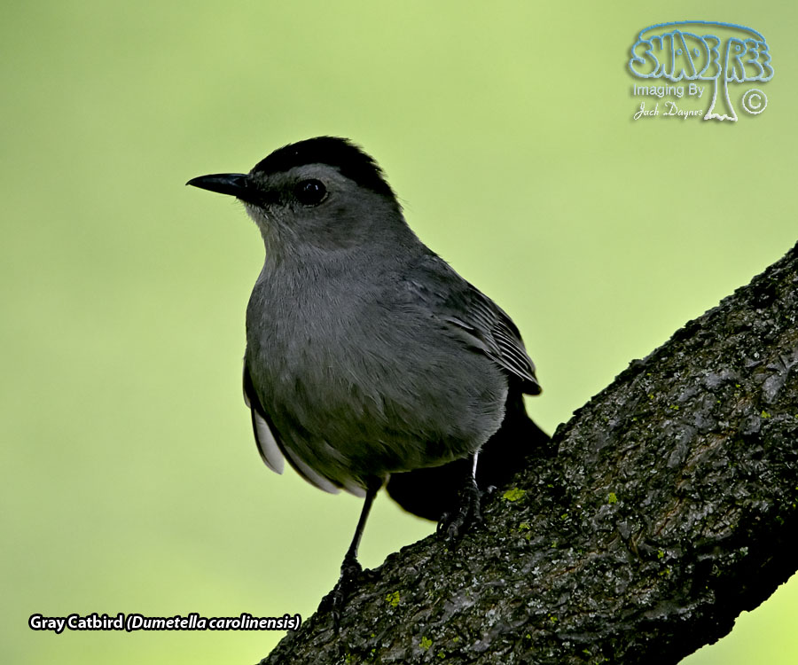 Gray Catbird - Dumetella carolinensis