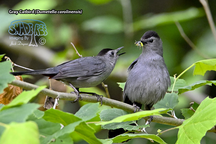 Gray Catbird - Dumetella carolinensis