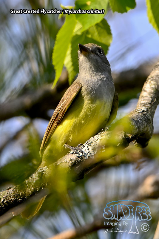 Great Crested Flycatcher - Myiarchus crinitus