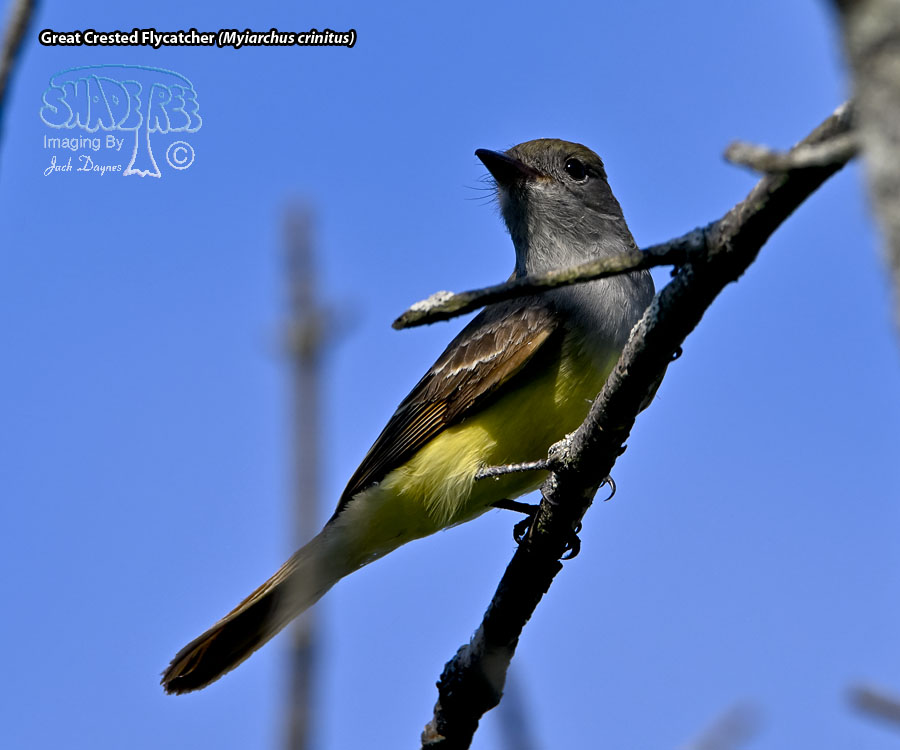 Great Crested Flycatcher - Myiarchus crinitus