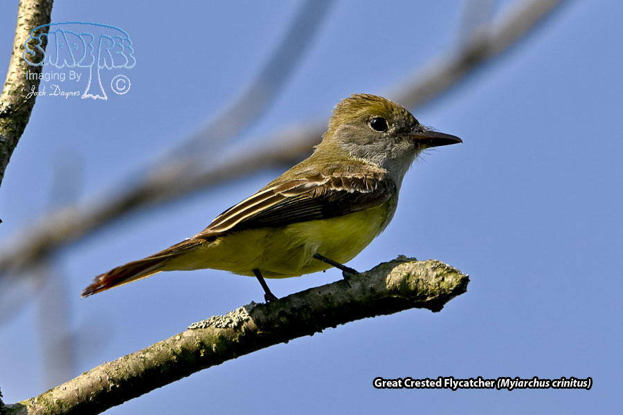 Great Crested Flycatcher - Myiarchus crinitus