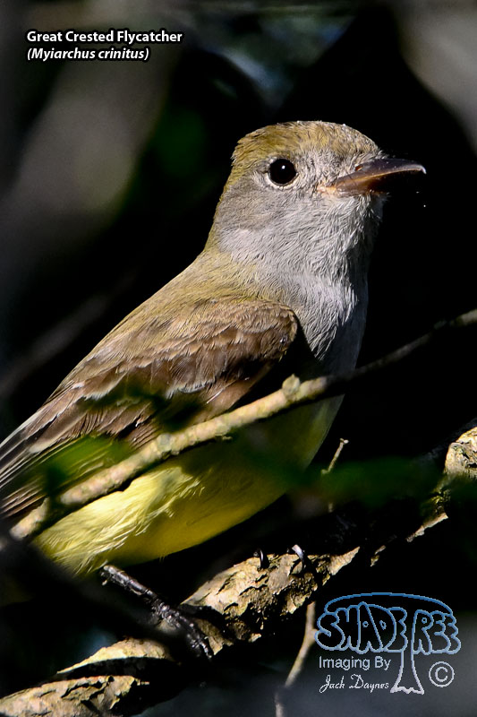 Great Crested Flycatcher - Myiarchus crinitus