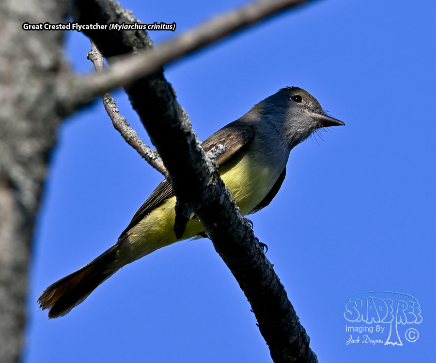 Great Crested Flycatcher - Myiarchus crinitus