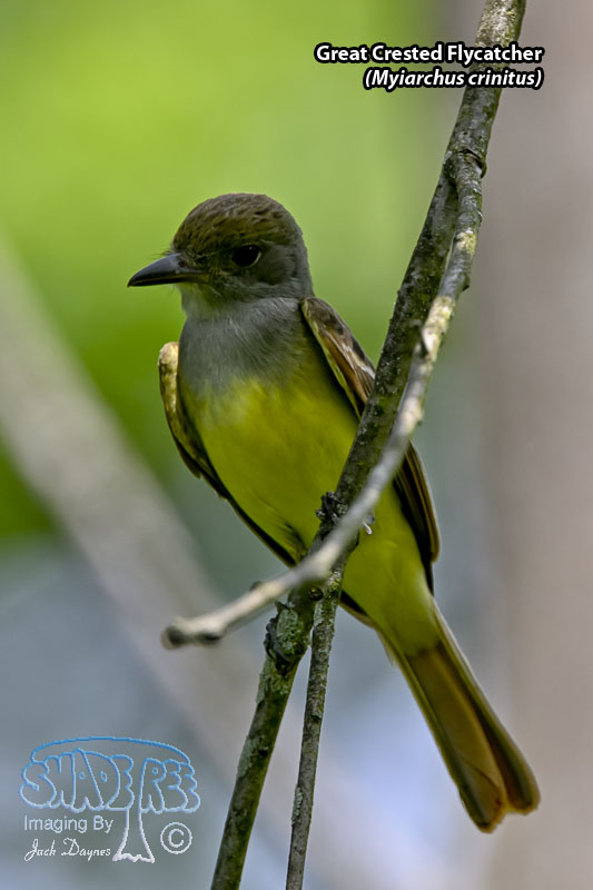 Great Crested Flycatcher - Myiarchus crinitus