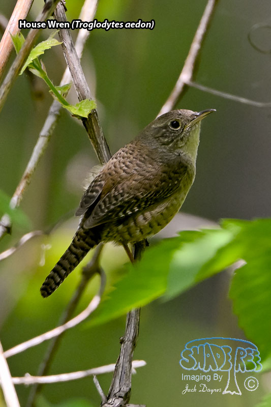 House Wren - Troglodytes aedon