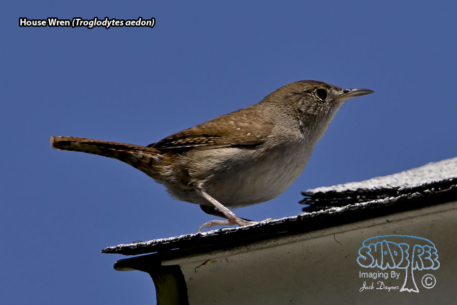 House Wren - Troglodytes aedon