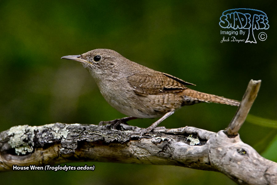 House Wren - Troglodytes aedon