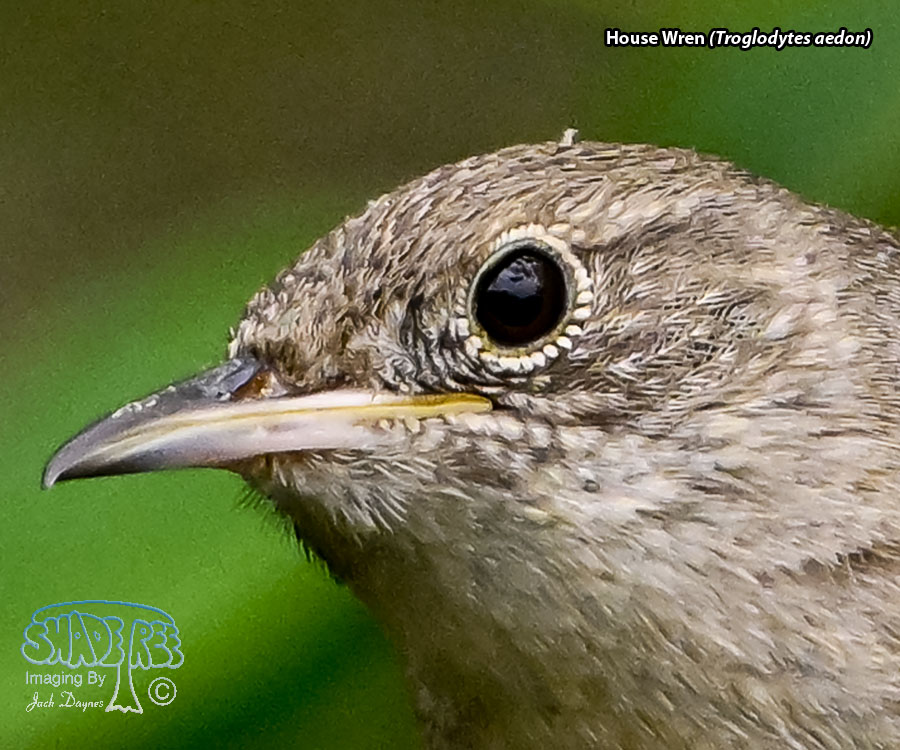 House Wren - Troglodytes aedon