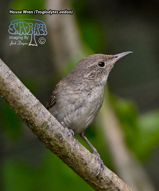 House Wren - Troglodytes aedon