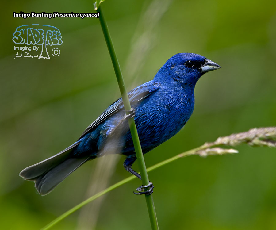 Indigo Bunting - Passerina cyanea