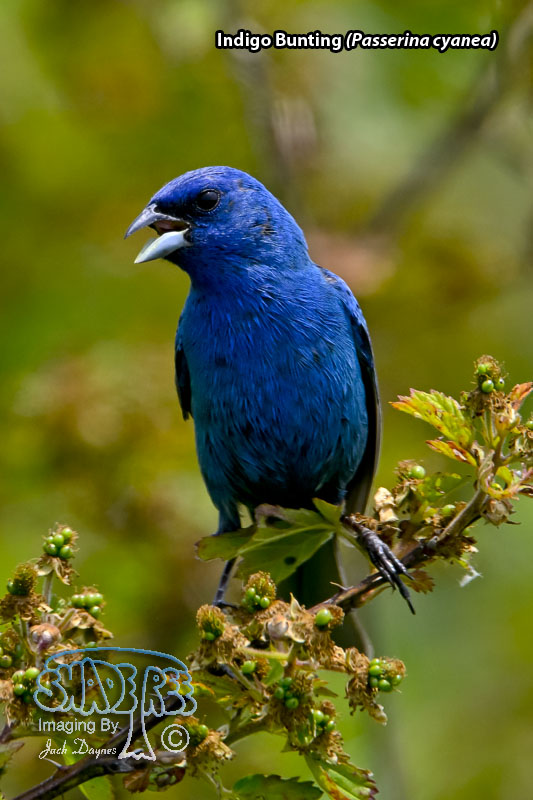 Indigo Bunting - Passerina cyanea