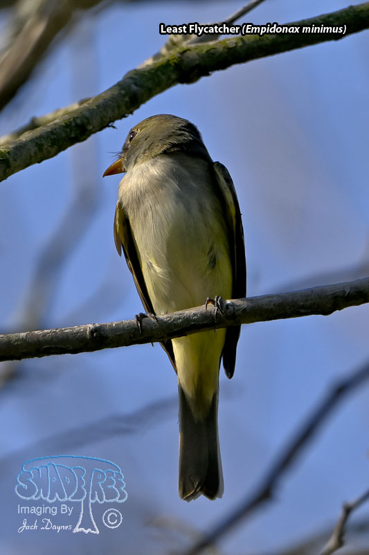 Least Flycatcher - Empidonax minimus