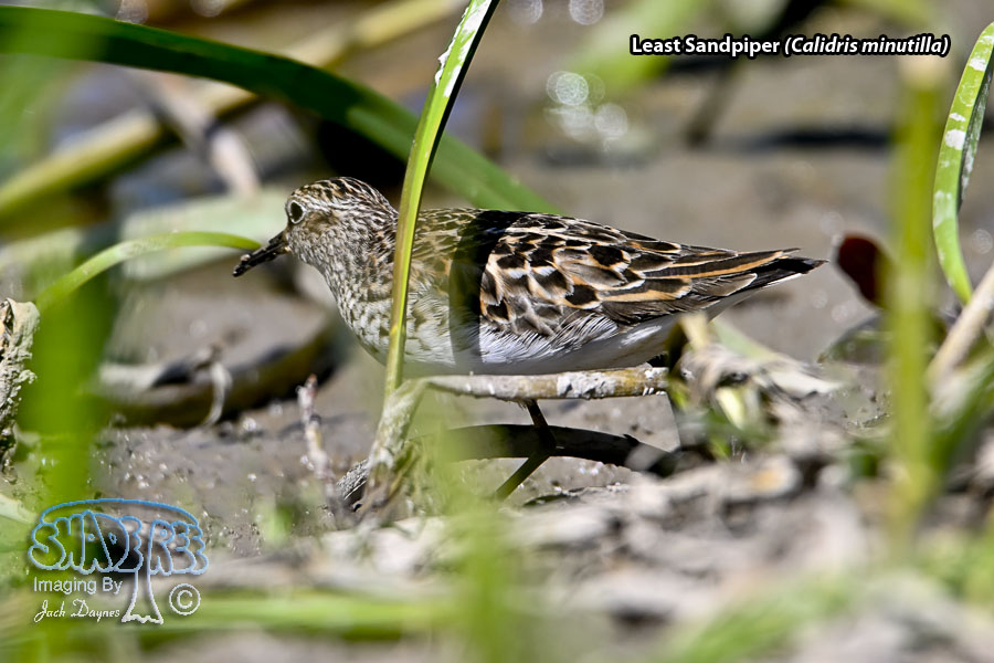 Least Sandpiper - Calidris minutilla