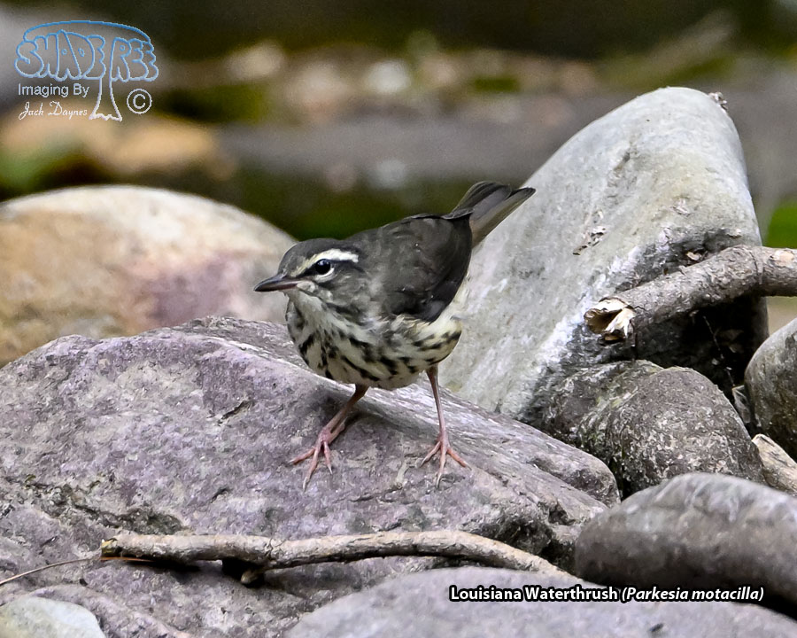 Louisiana Waterthrush - Parkesia motacilla