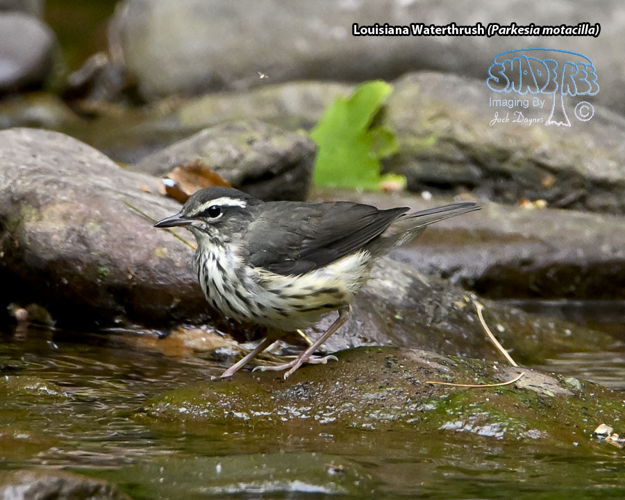 Louisiana Waterthrush - Parkesia motacilla