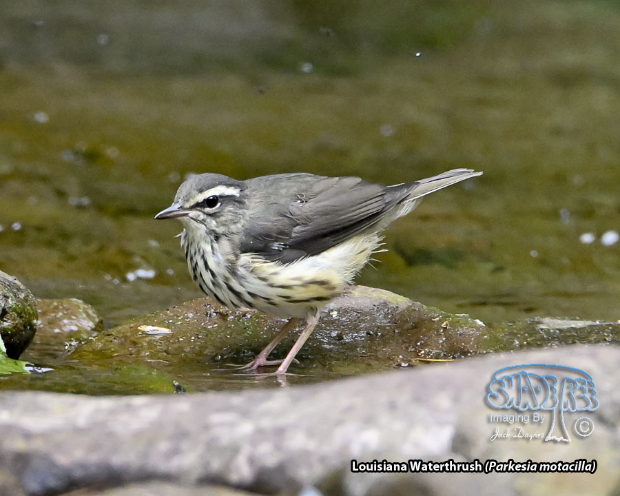 Louisiana Waterthrush - Parkesia motacilla