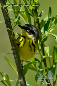 Memories of Minesing Wetlands