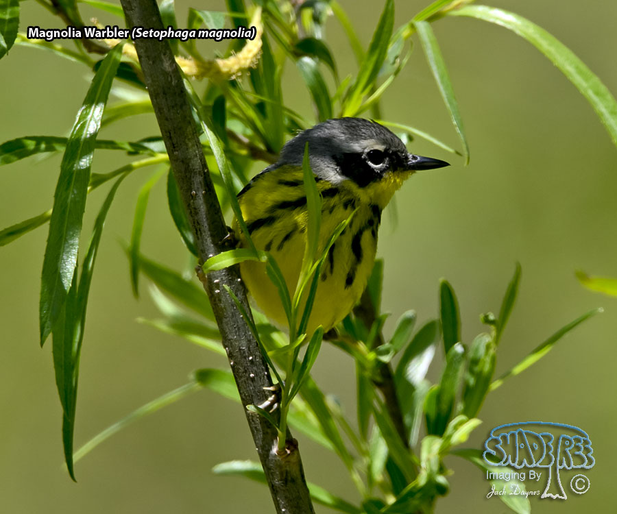 Magnolia Warbler - Setophaga magnolia