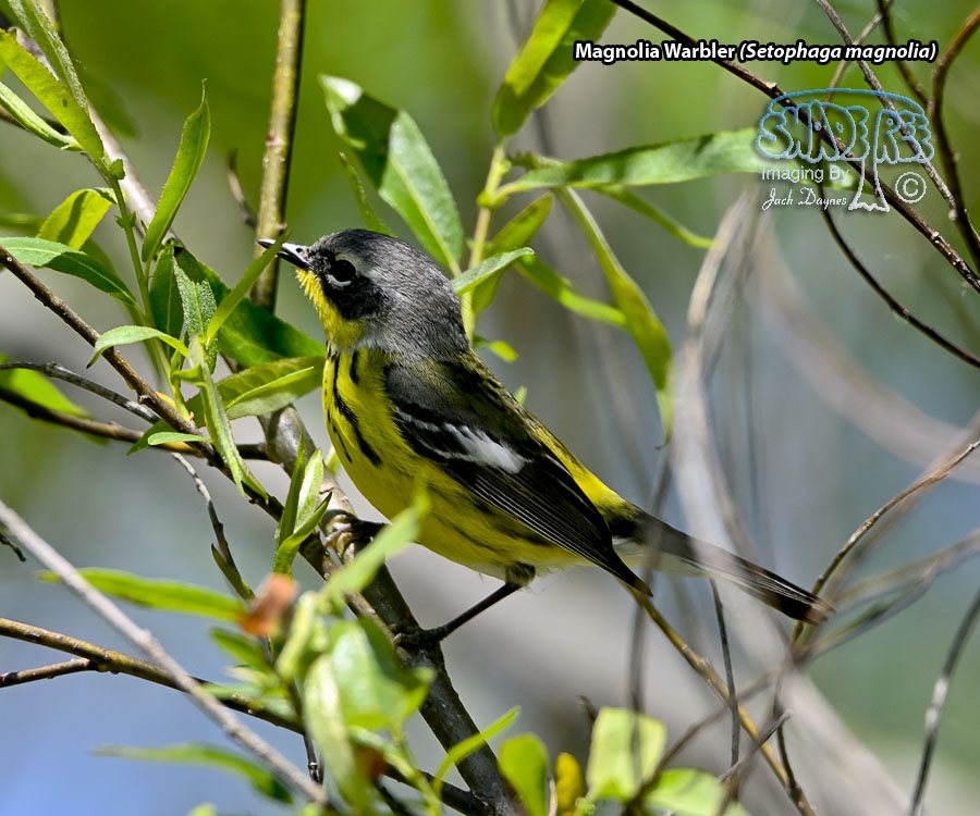 Magnolia Warbler - Setophaga magnolia