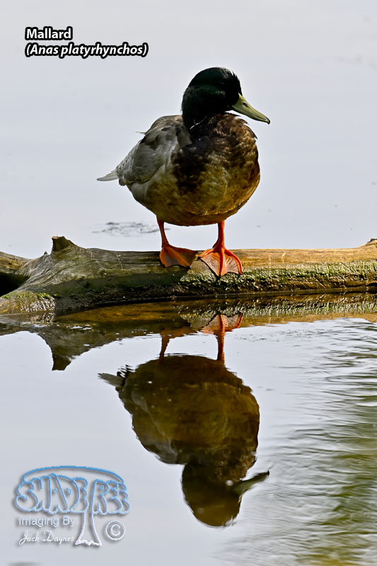 Mallard - Anas platyrhynchos