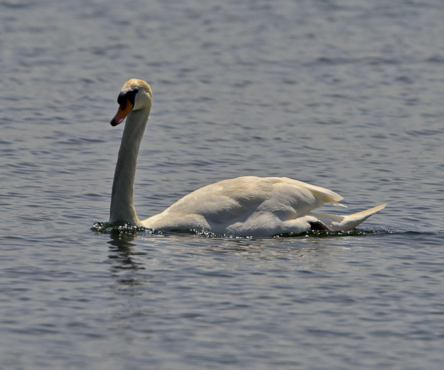 Mute Swan - Cygnus olor