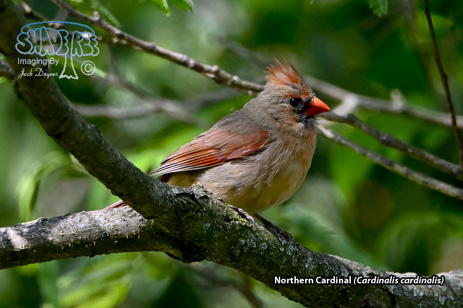 Northern Cardinal - Cardinalis cardinalis