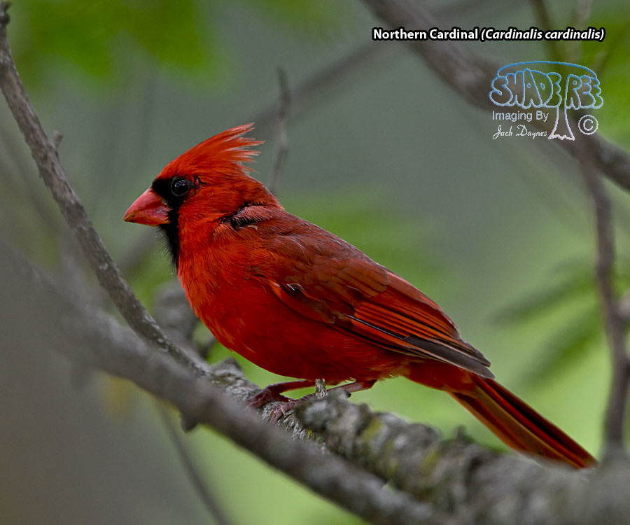 Northern Cardinal - Cardinalis cardinalis