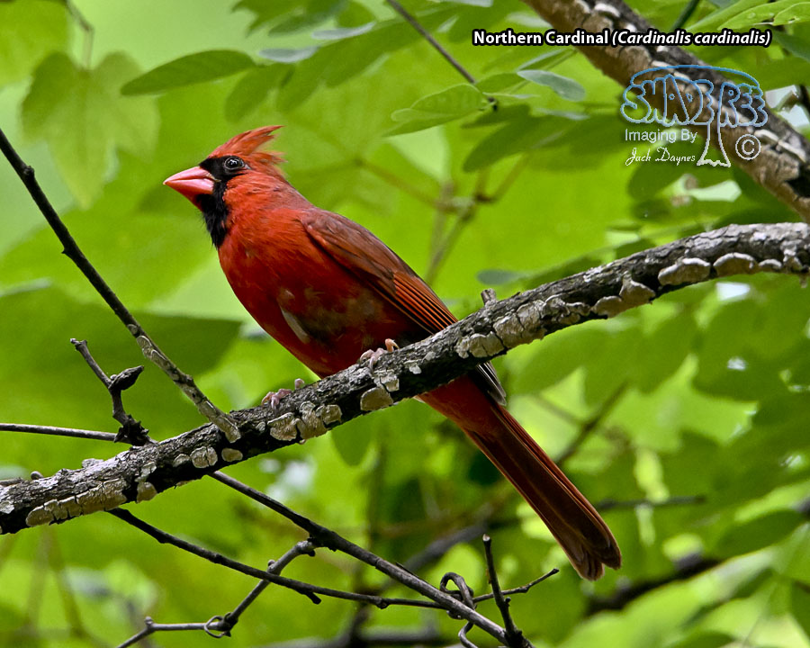 Northern Cardinal - Cardinalis cardinalis