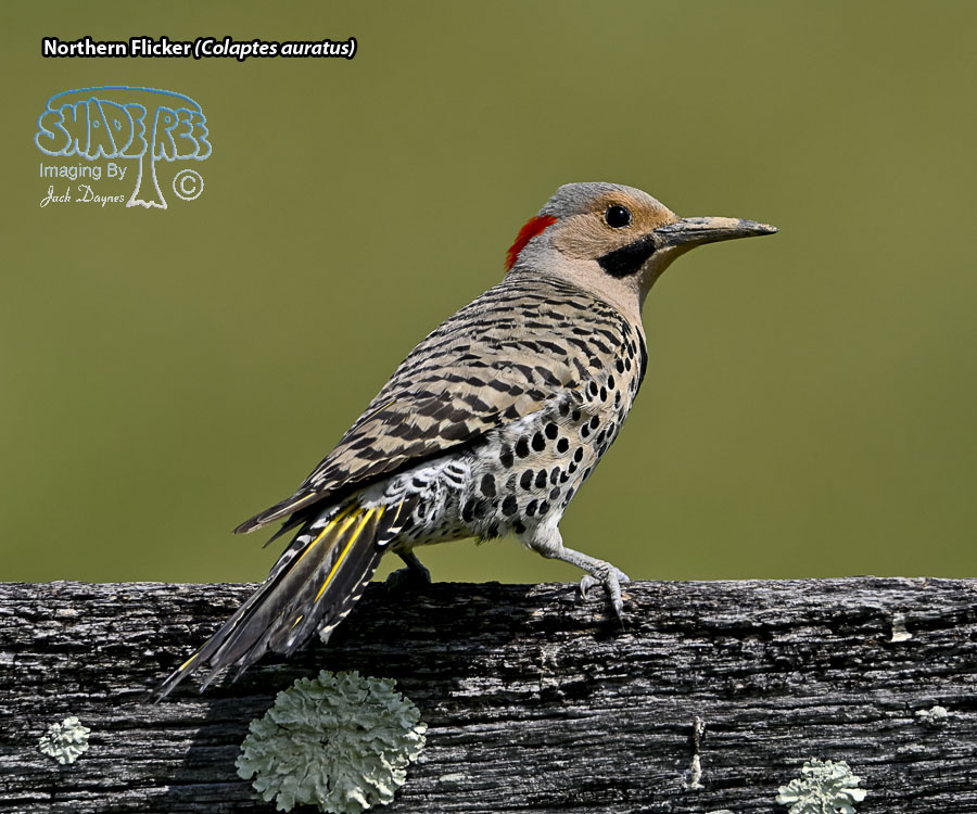 Northern Flicker - Colaptes auratus