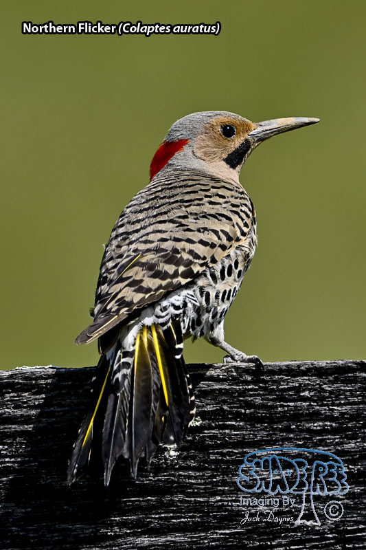 Northern Flicker - Colaptes auratus