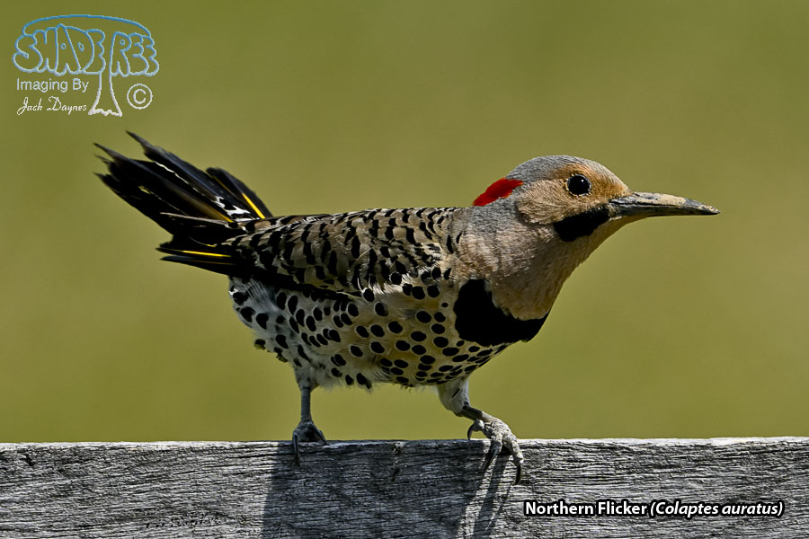 Northern Flicker - Colaptes auratus