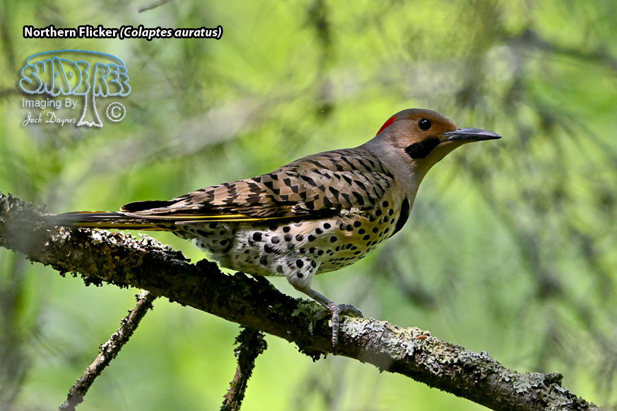 Northern Flicker - Colaptes auratus