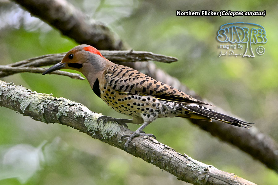 Northern Flicker - Colaptes auratus