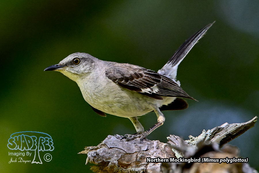 Northern Mockingbird - Mimus polyglottos
